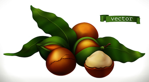Macadamia. 3d realistic vector icon