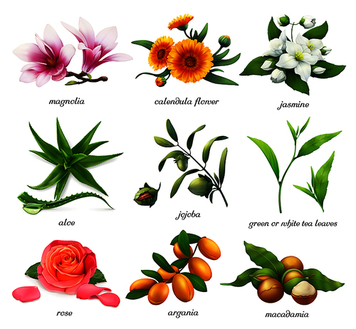 Medicinal plants and flavors. Magnolia, calendula flower, jasmine, aloe, jojoba, tea, rose, argania, macadamia. 3d realistic vector icon set