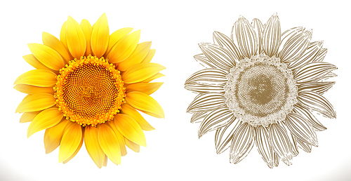 Sunflower. 3d realism and engraving styles. Vector illustration