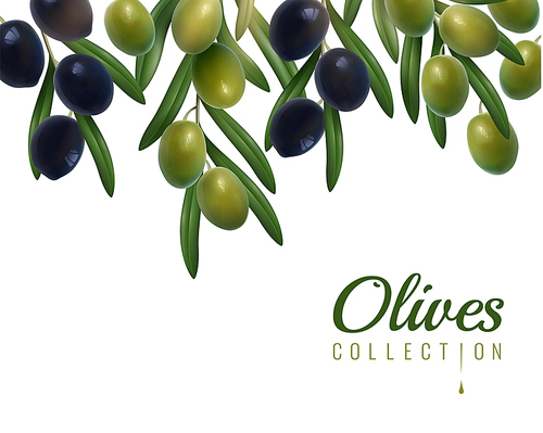 realistic branches of green and black glossy olives with leaves on white  vector illustration