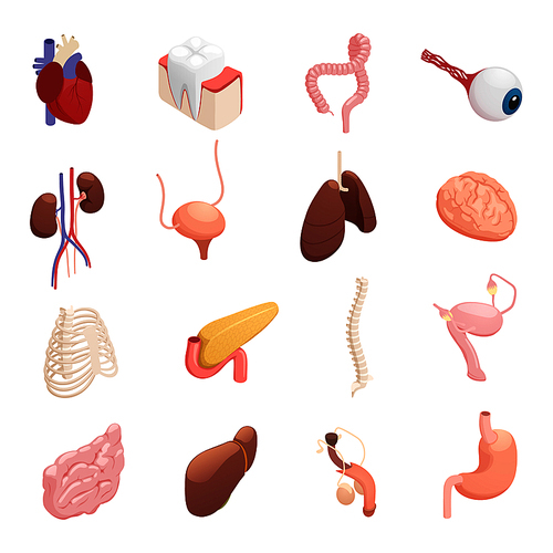 Human organs anatomy isometric icons collection with heart liver lungs brain stomach bladder intestine isolated vector illustration