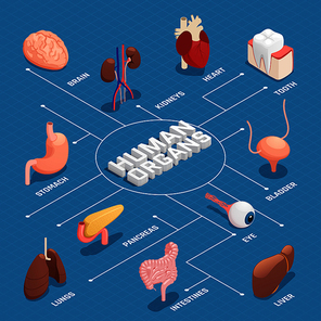 Human organs anatomy isometric flowchart with pancreas stomach liver heart eye tooth lungs brain kidneys vector illustration