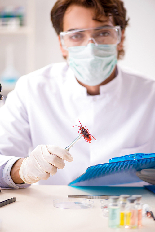 Male entomologist working in the lab on new species