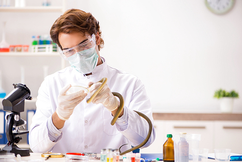 Male scientist extracting poison from snake for drug synthesis