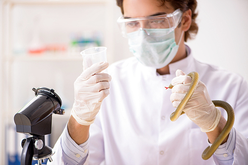 Male scientist extracting poison from snake for drug synthesis