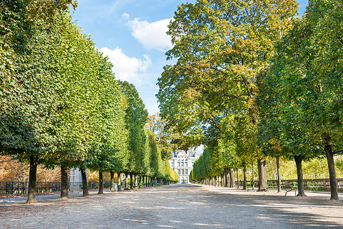 Alley with green trees in Tuileries garden in Paris, France