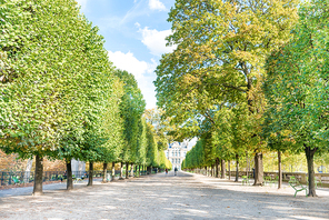 Alley with green trees in Tuileries garden in Paris, France