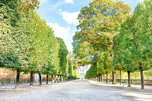 Alley with green trees in Tuileries garden in Paris, France
