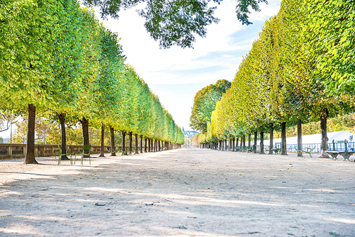 Alley with green trees in Tuileries garden in Paris, France