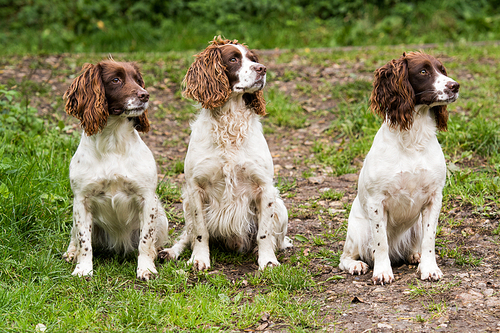a trio of  and white springer spaniels