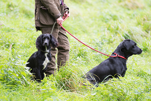 Woman with working gundogs; labrador and cocker spaniel