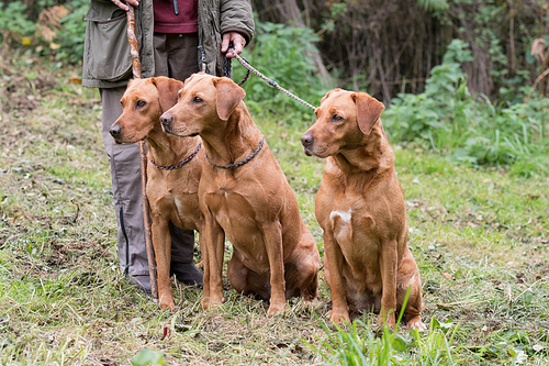 A woman with her three working gundogs; fox red labradors
