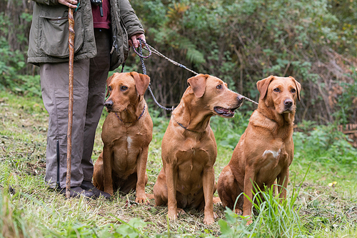 A woman with her three working gundogs; fox red labradors