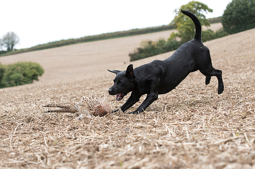 A black labrador eagerly retrieving a hen pheasant