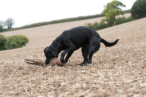 A black labrador eagerly retrieving a hen pheasant