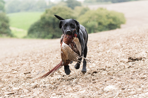 A working black labrador retrieving a cock pheasant in the rain