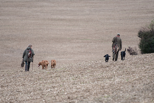 The picking up team walking to the next drive with thier dogs