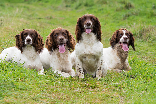 A portrait of four working springer spaniels on a shoot day