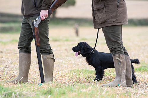 Men out game shooting with a cocker spaniel