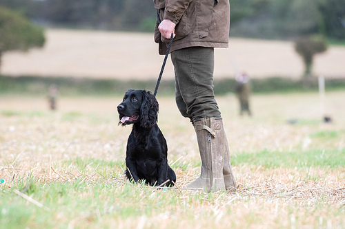 Working cocker spaniel out on a shoot day, in the line of guns