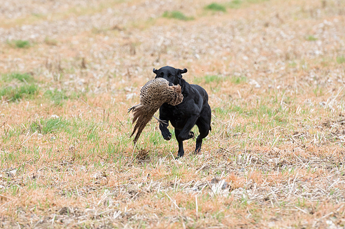 Black labrador retrieving a hen pheasant across a field of stubble