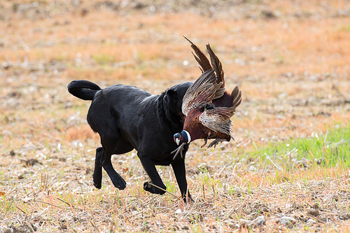 Black labrador retrieving a male pheasant