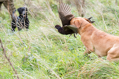 Fox red labrador retrieving a melanistic hen pheasant