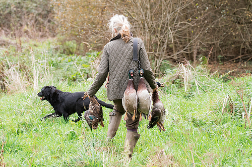 A woman picking-up duck with her working black labrador