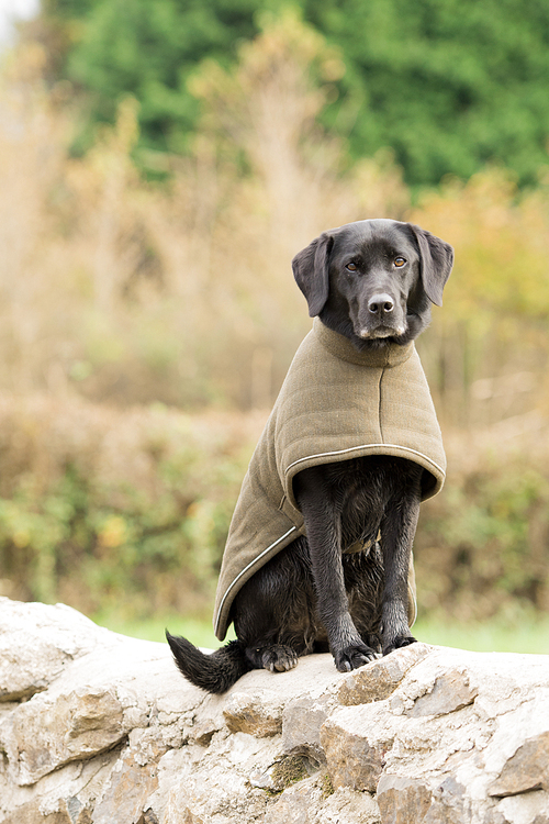 Working black labrador warming up at the end of the day in a green padded coat