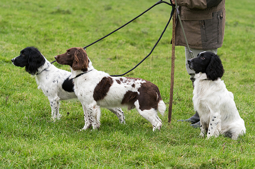 Working springer spaniels on leads, waiting to pick up