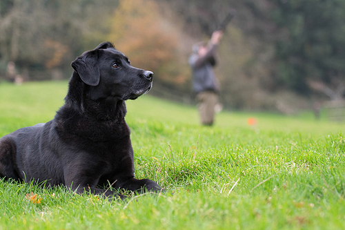 Woring black labrador waiting in the picking up line with a gun in the background