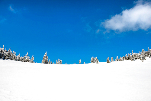 Winter pine trees in snow with blue sky