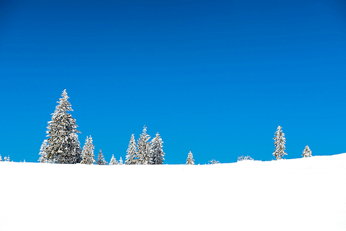 Winter pine trees in snow with blue sky