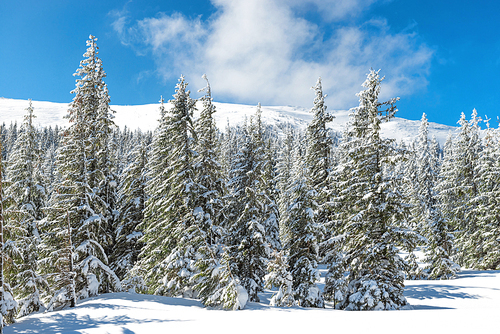 Winter pine trees in snow with blue sky