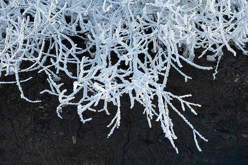 Trees covered with frost on the lake.