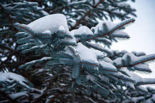 Snow-covered fir trees in the mountain forest.