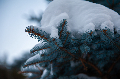 Snow-covered fir trees in the mountain forest.