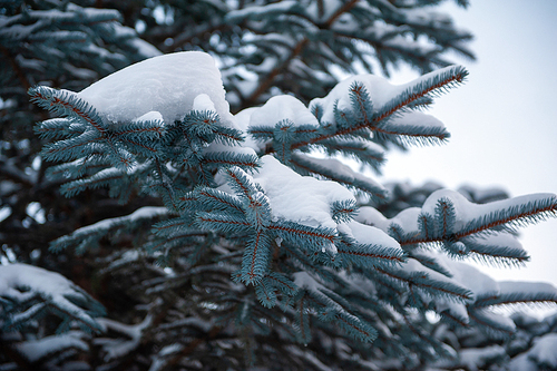 Snow-covered fir trees in the mountain forest.