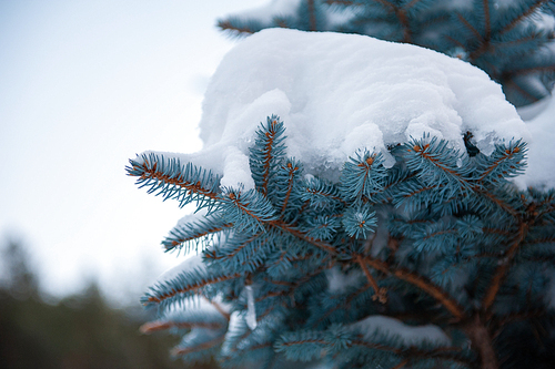 Snow-covered fir trees in the mountain forest.
