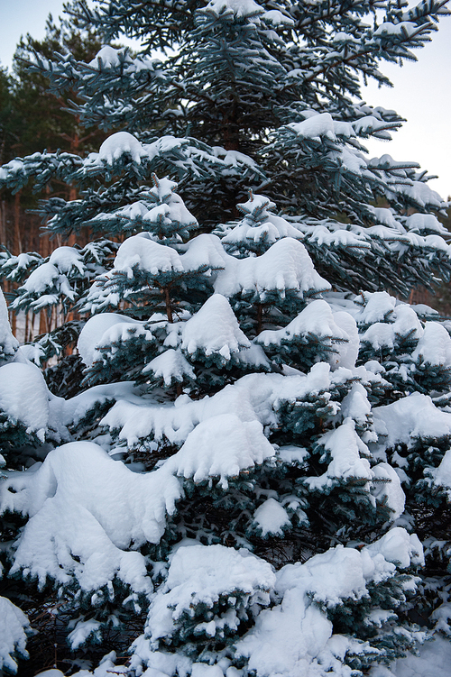 Snow-covered fir trees in the mountain forest.