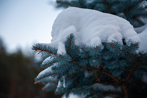 Snow-covered fir trees in the mountain forest.