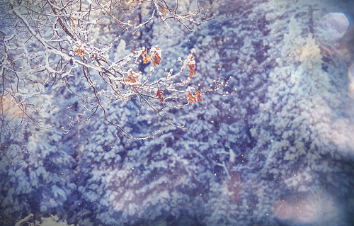 Scenic snow-covered forest in winter season. Good for Christmas background.