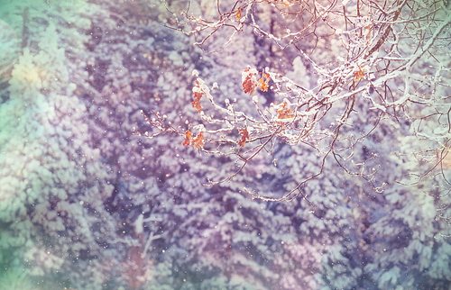 Snow covered trees in the winter forest