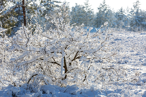 Snow covered trees in the winter forest