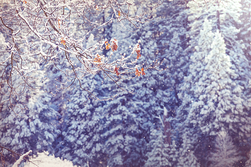 Snow covered trees in the winter forest