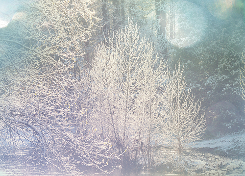 Snow covered trees in the winter forest