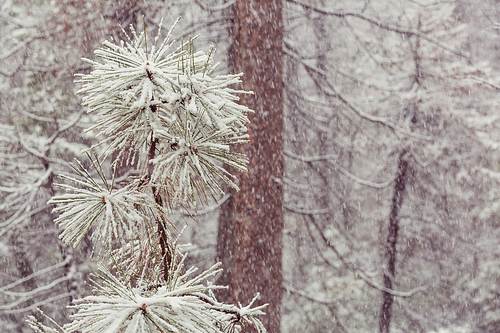 Snow covered trees in the winter forest