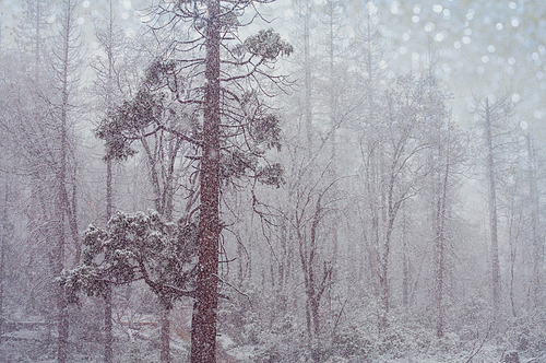 Snow covered trees in the winter forest