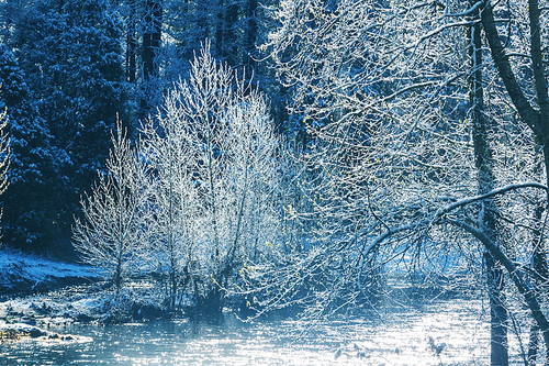 Scenic snow-covered forest in winter season. Good for Christmas background.