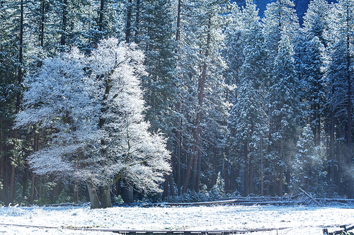 Scenic snow-covered forest in winter season. Good for Christmas background.